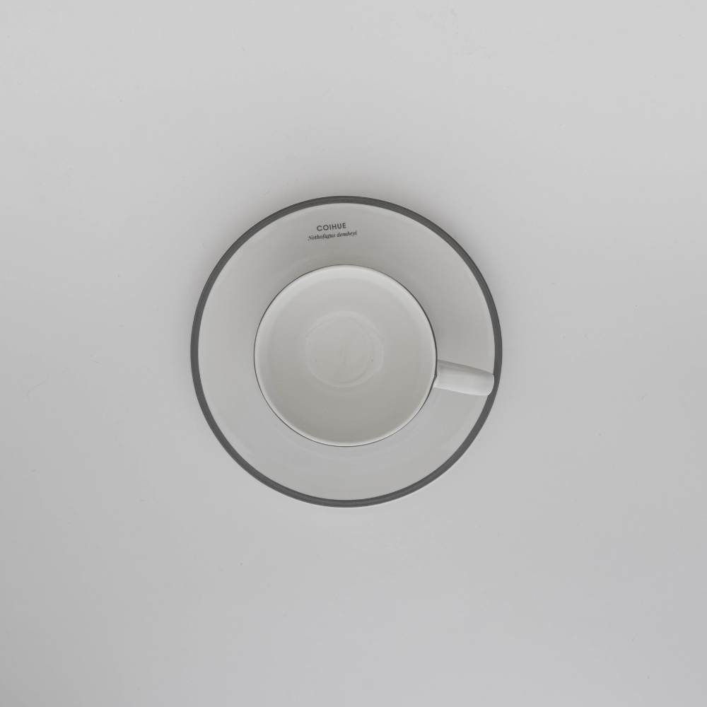 SET 6 TAZAS DE PORCELANA COIHUE